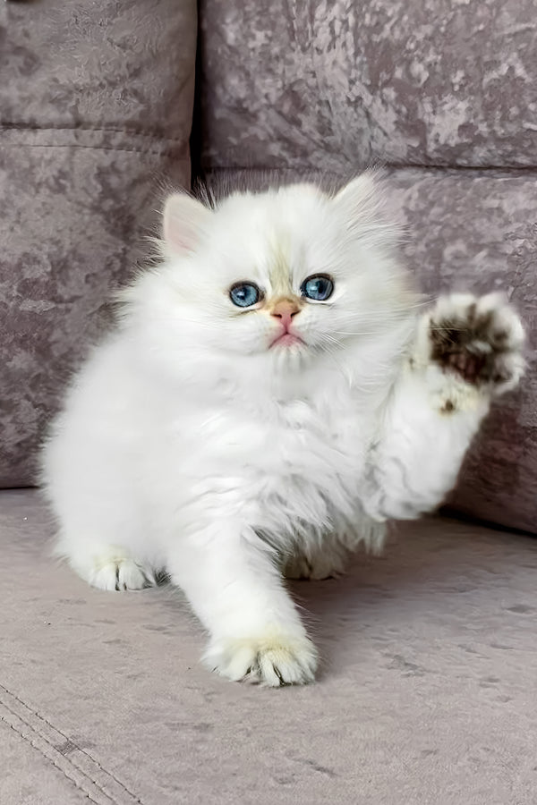 Zefir | British Longhair Kitten