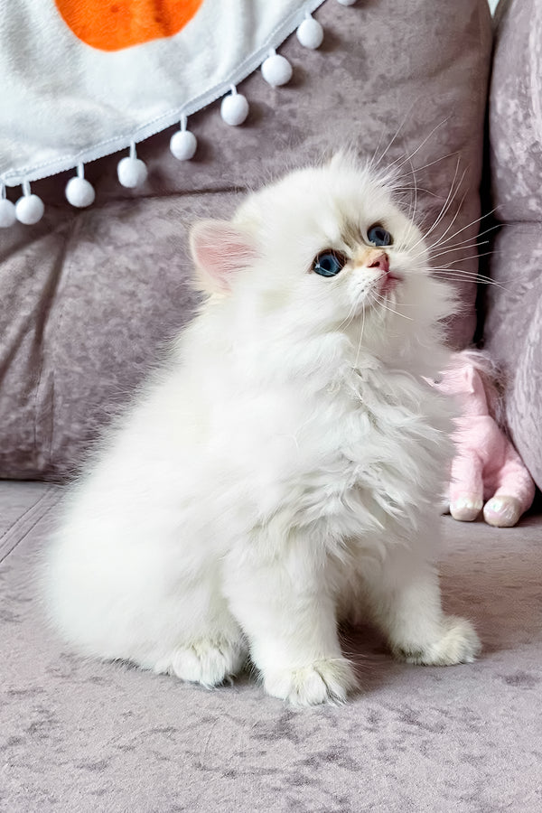 Zefir | British Longhair Kitten