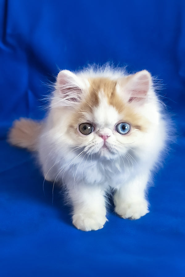 Zelda | Persian Kitten