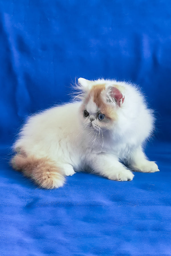 Zelda | Persian Kitten