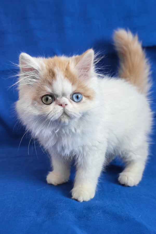 Zelda | Persian Kitten