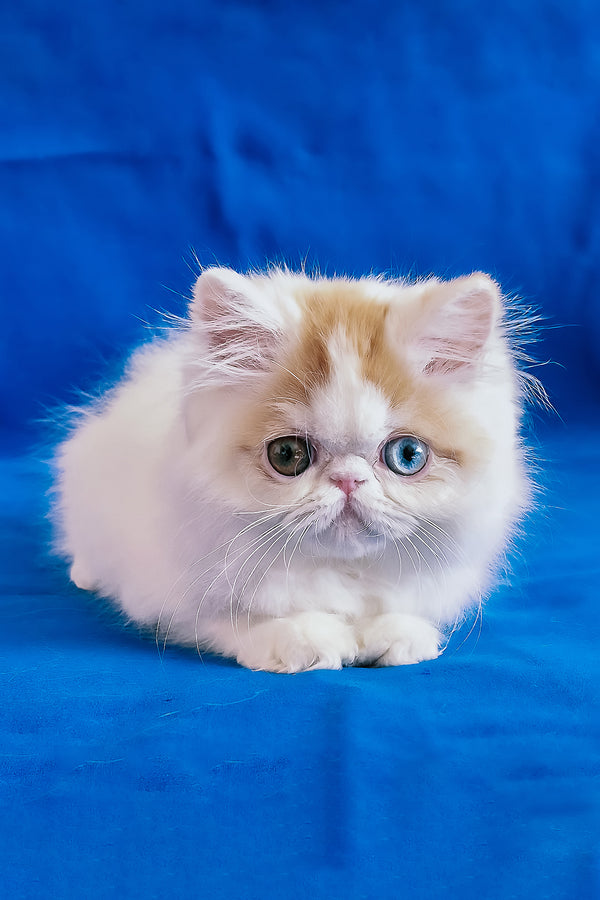 Zelda | Persian Kitten