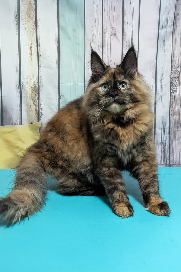 Zelda | Maine Coon Kitten