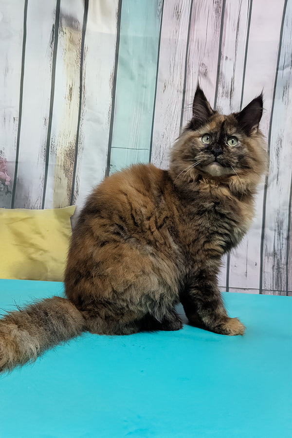 Zelda | Maine Coon Kitten