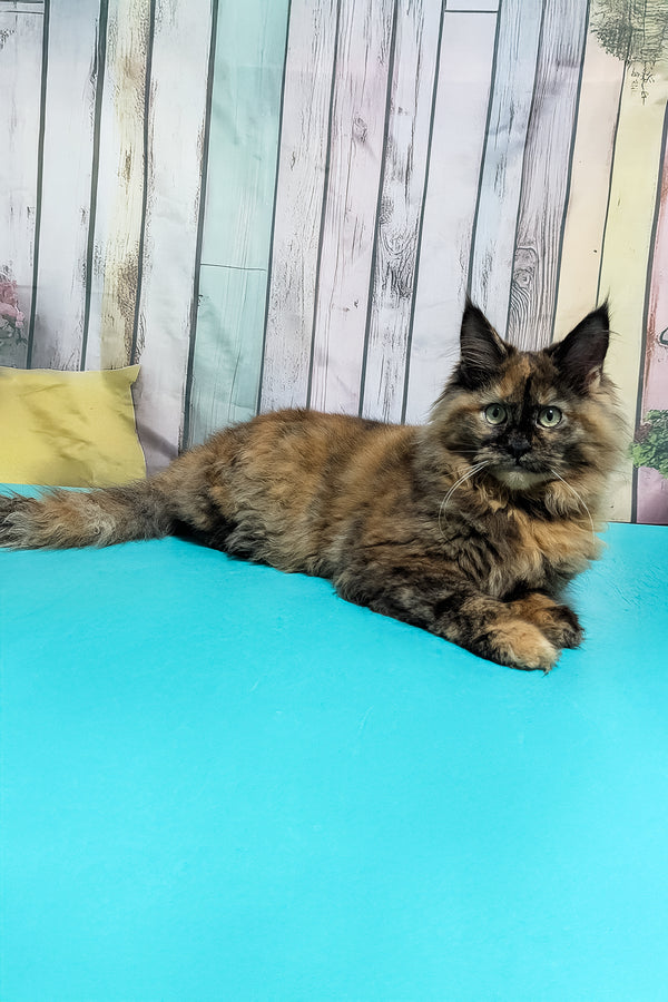 Zelda | Maine Coon Kitten