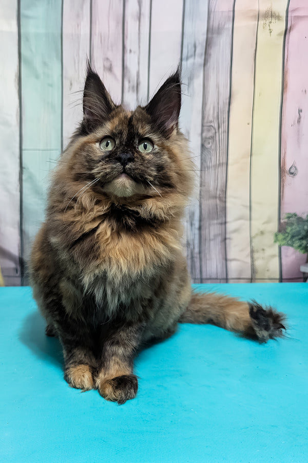 Zelda | Maine Coon Kitten