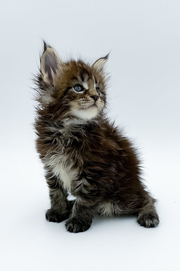 Zelya | Maine Coon Kitten
