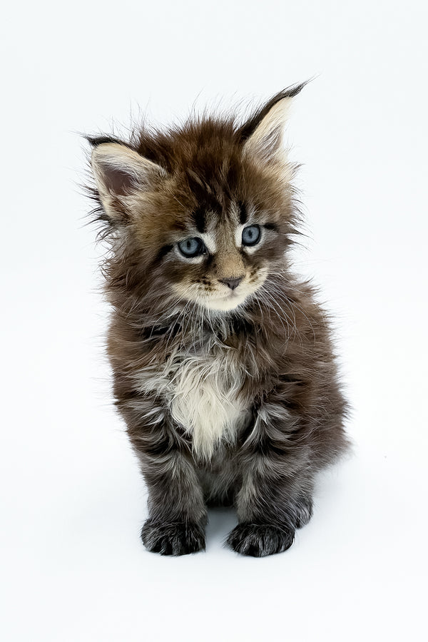 Zelya | Maine Coon Kitten