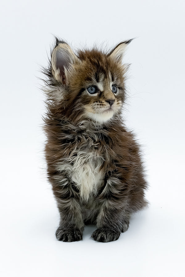 Zelya | Maine Coon Kitten