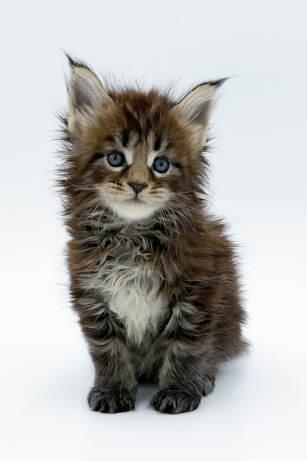 Zelya | Maine Coon Kitten