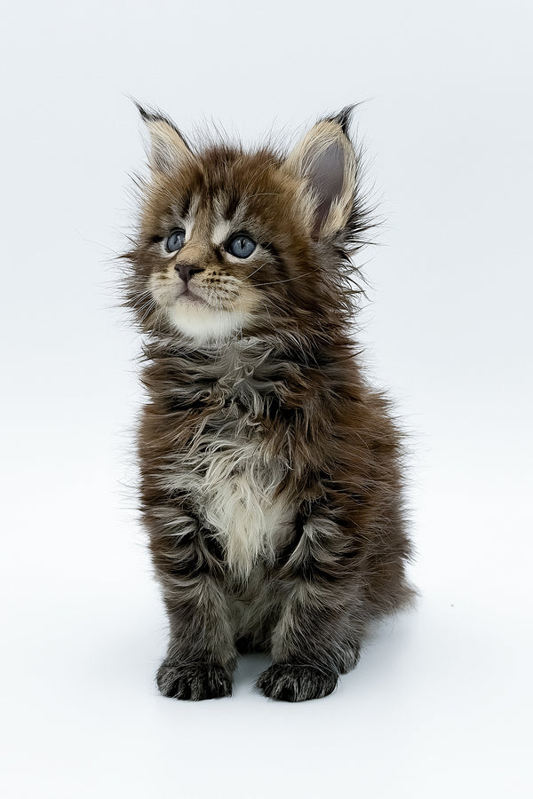 Zelya | Maine Coon Kitten