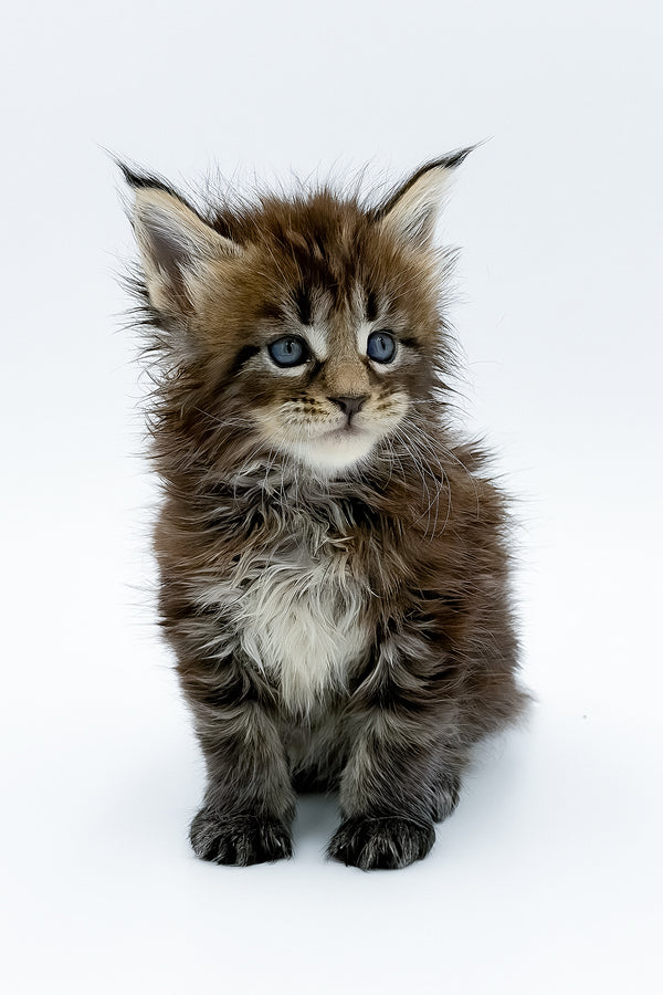Zelya | Maine Coon Kitten