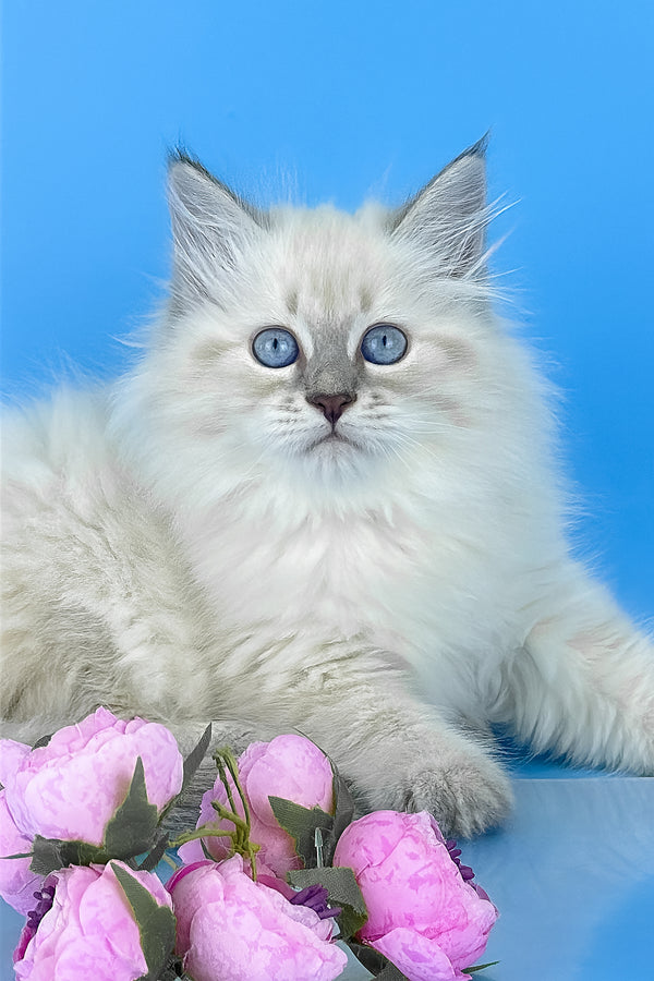Zemfira | Siberian Kitten