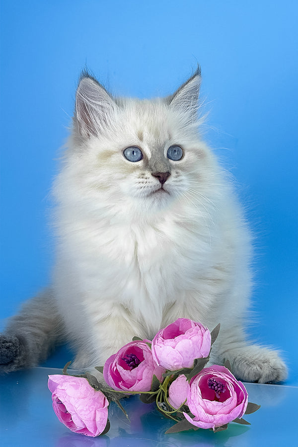 Zemfira | Siberian Kitten
