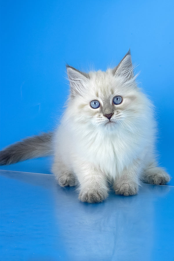Zemfira | Siberian Kitten
