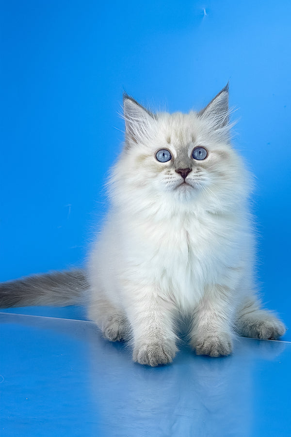 Zemfira | Siberian Kitten
