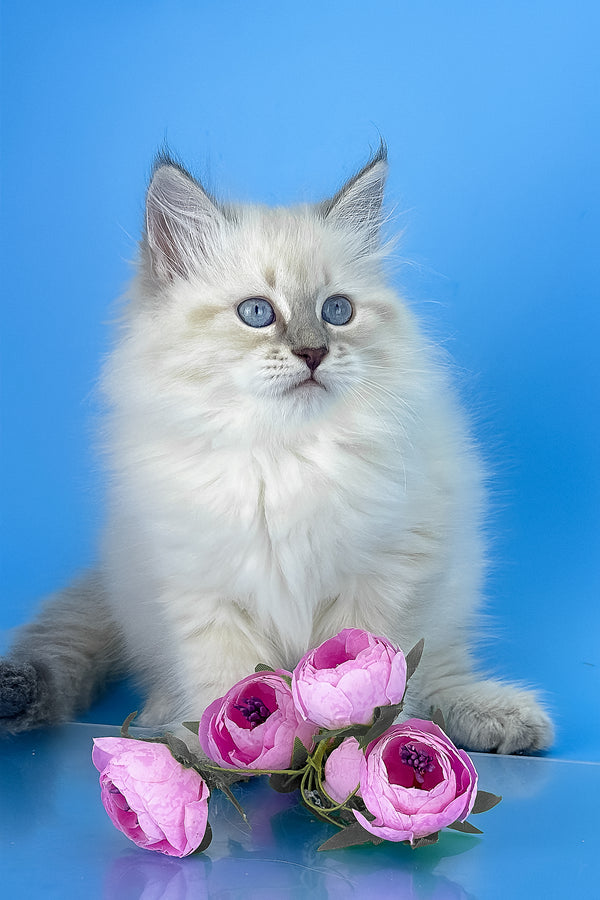 Zemfira | Siberian Kitten