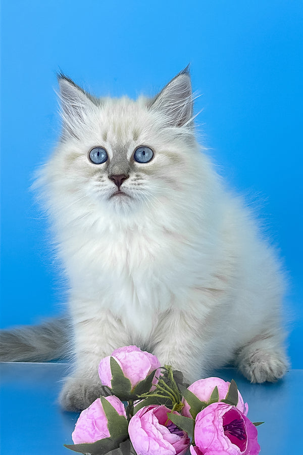 Zemfira | Siberian Kitten