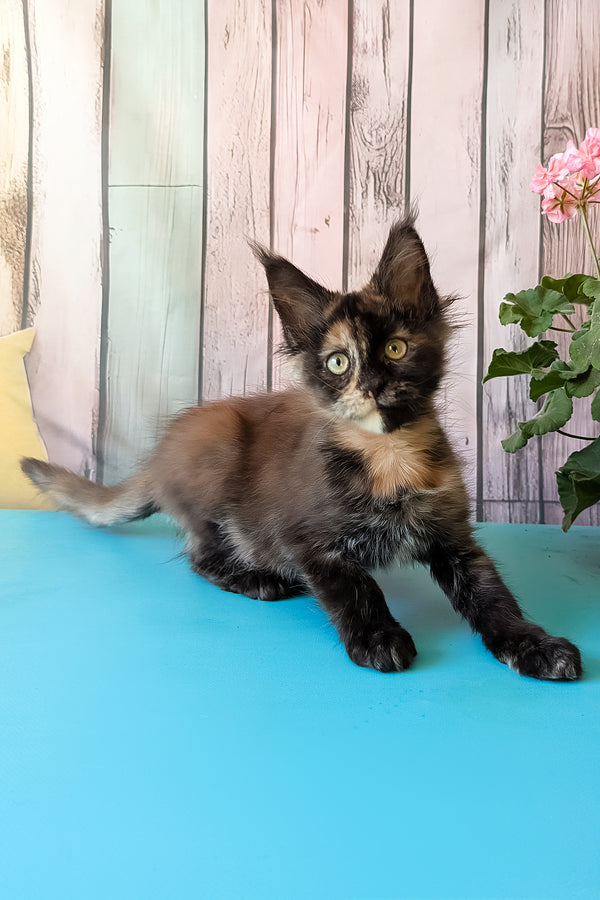 Zeta | Maine Coon Kitten