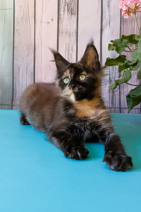 Zeta | Maine Coon Kitten