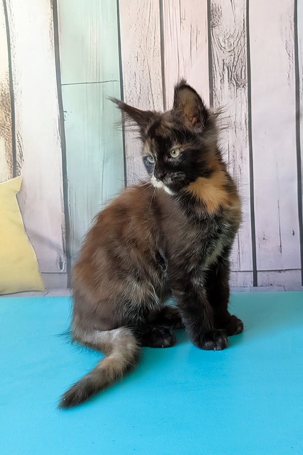 Zeta | Maine Coon Kitten