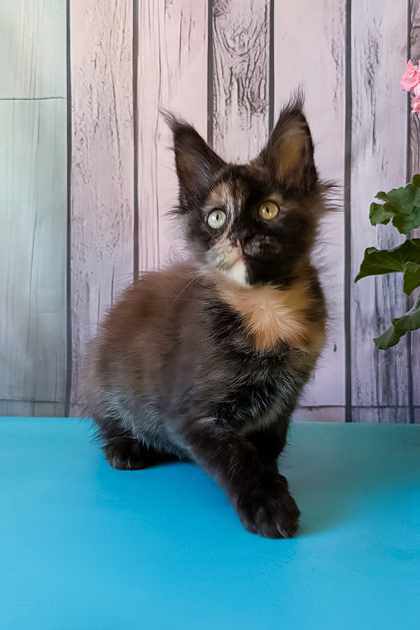 Zeta | Maine Coon Kitten