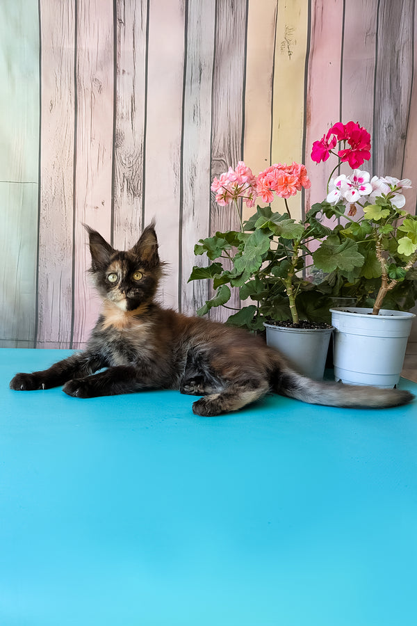 Zeta | Maine Coon Kitten