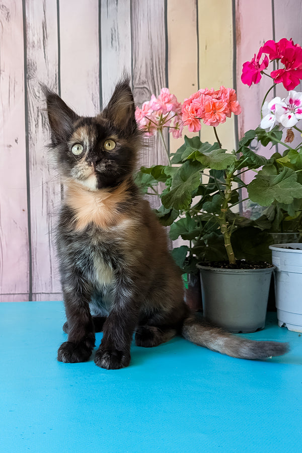 Zeta | Maine Coon Kitten