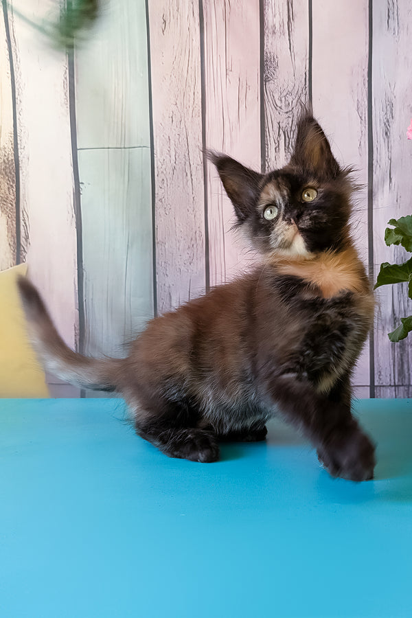Zeta | Maine Coon Kitten