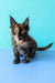 Zeta | Maine Coon Kitten