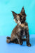 Zeta | Maine Coon Kitten