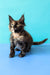Zeta | Maine Coon Kitten