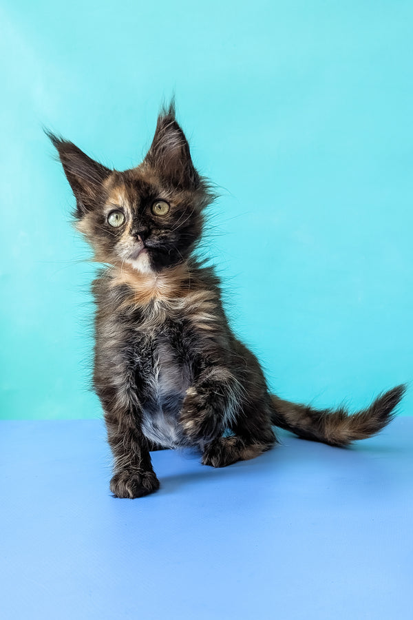 Zeta | Maine Coon Kitten