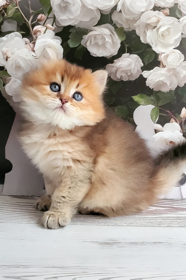 Zeus | British Longhair Kitten