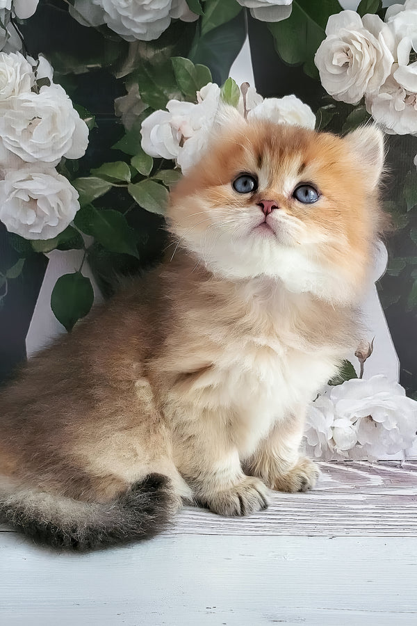 Zeus | British Longhair Kitten