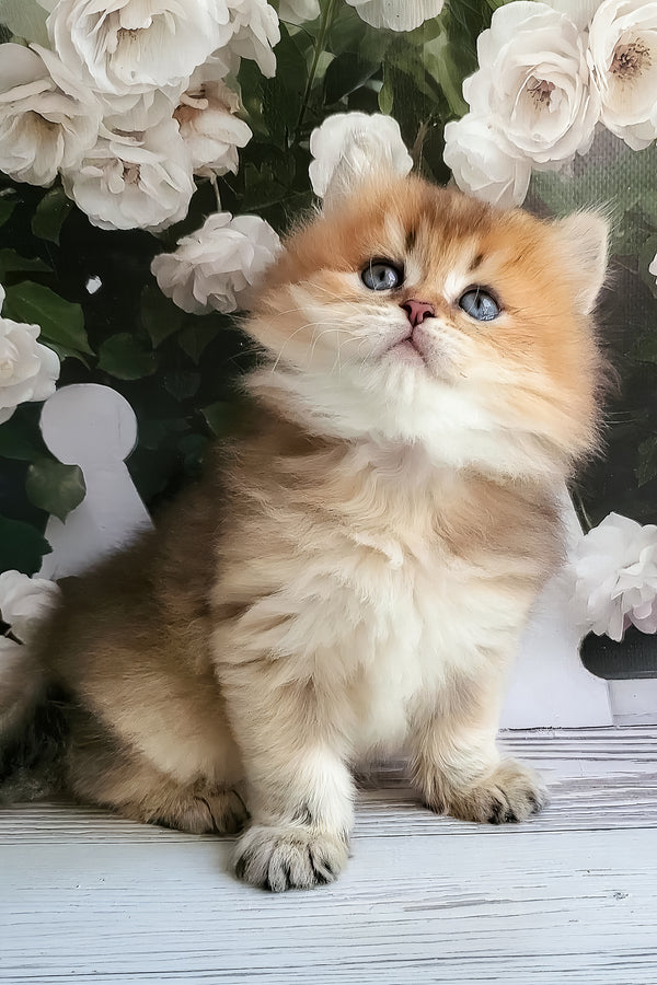 Zeus | British Longhair Kitten
