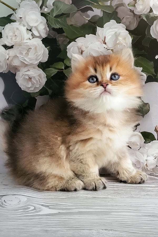 Zeus | British Longhair Kitten