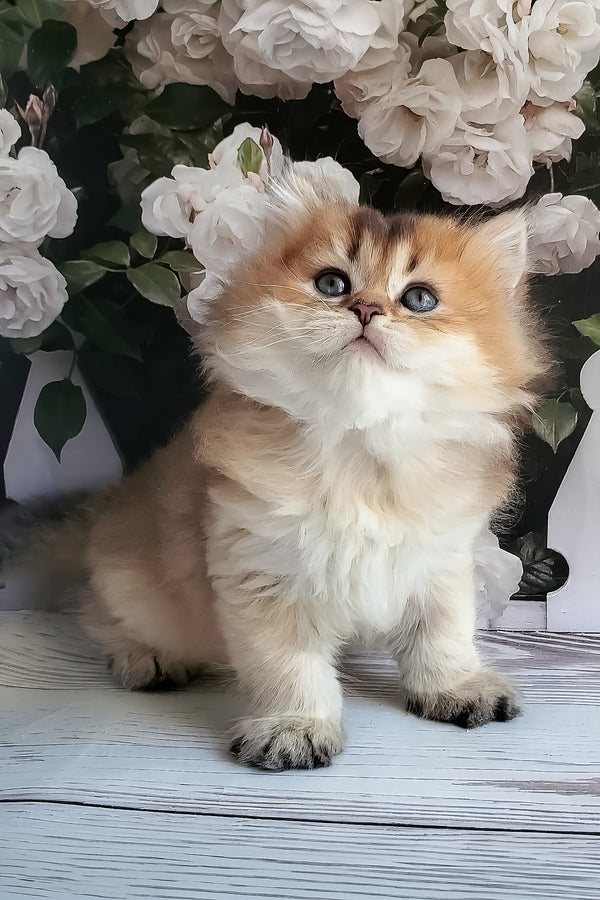 Zeus | British Longhair Kitten
