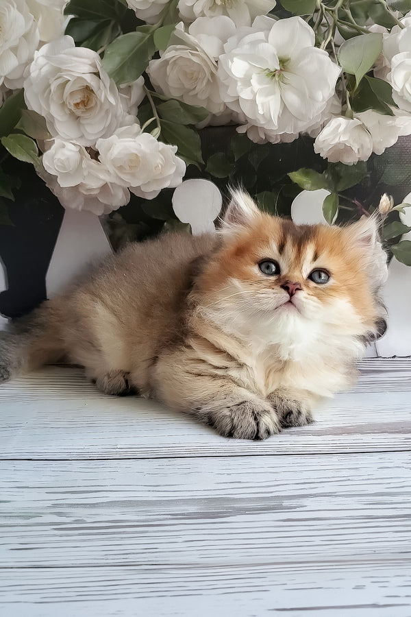 Zeus | British Longhair Kitten