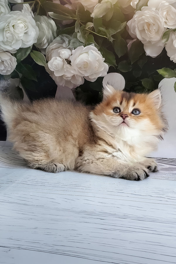 Zeus | British Longhair Kitten