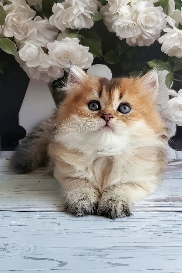 Zeus | British Longhair Kitten
