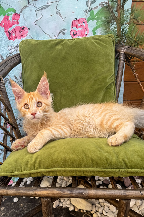 Zevs | Maine Coon Kitten