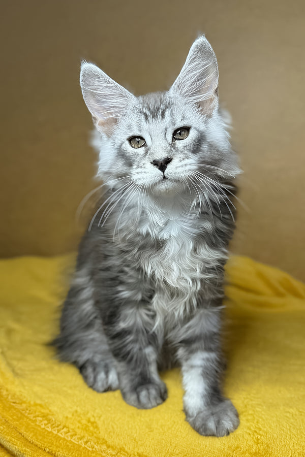 Zev | Maine Coon Kitten
