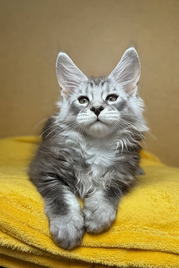 Zev | Maine Coon Kitten