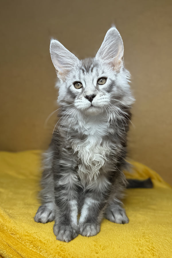 Zev | Maine Coon Kitten