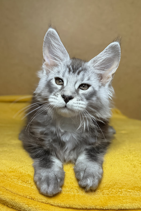 Zev | Maine Coon Kitten