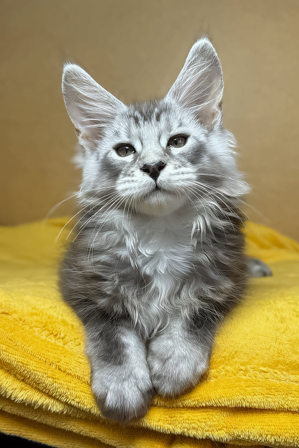 Zev | Maine Coon Kitten