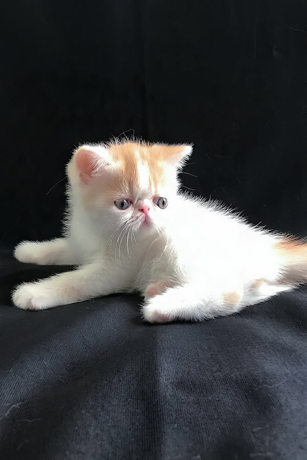 Zevs | Exotic Shorthair Kitten