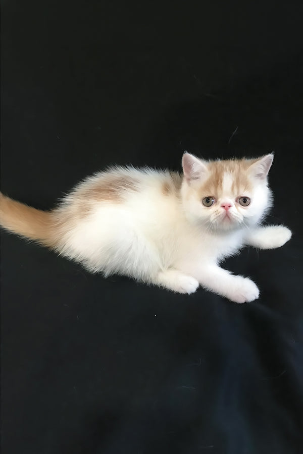 Zevs | Exotic Shorthair Kitten
