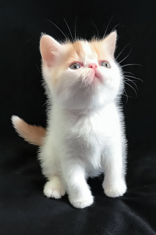 Zevs | Exotic Shorthair Kitten